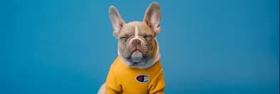 A French bulldog in a yellow sweater