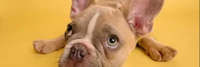 A French bulldog lying on a yellow background