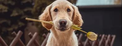A golden retriever carrying a tulip