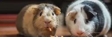 Two guinea pigs sharing food