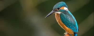 A kingfisher perched outdoors