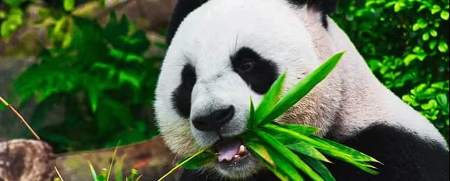 A giant panda eating bamboo