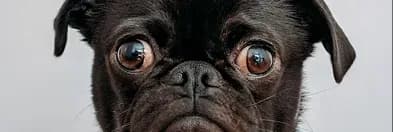 A pug looking into the camera