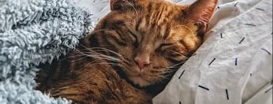 A ginger cat asleep in a blanket