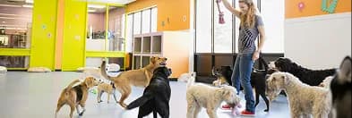 A trainer working with a room full of dogs