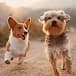 A corgi and a terrier standing together