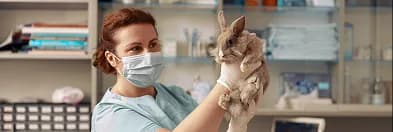 A veterinarian holding a rabbit in a clinic