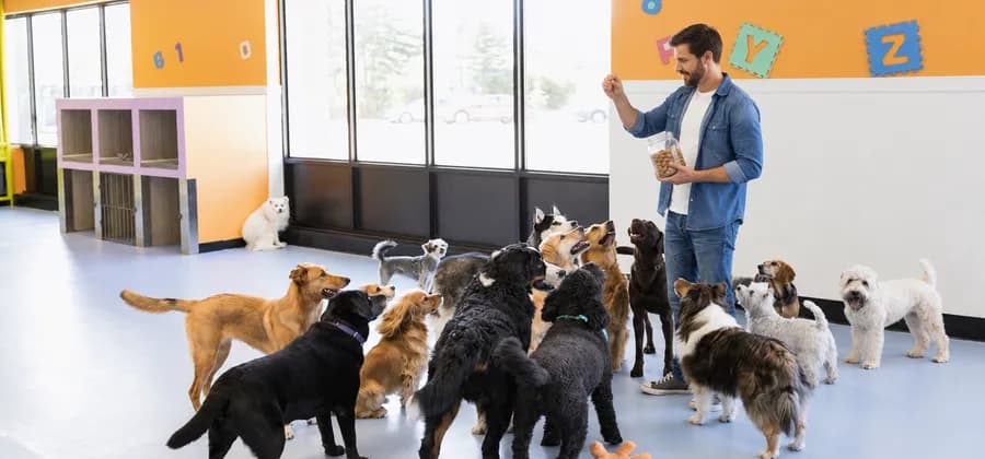 Pet sitter with several dogs in a home living room