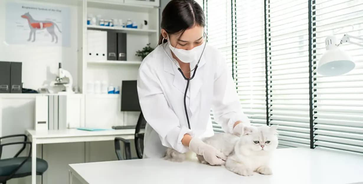 A veterinarian examining a white cat in a bright clinic