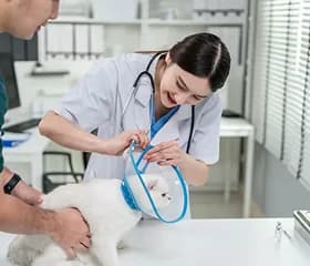 A veterinarian fitting a cone on a white dog