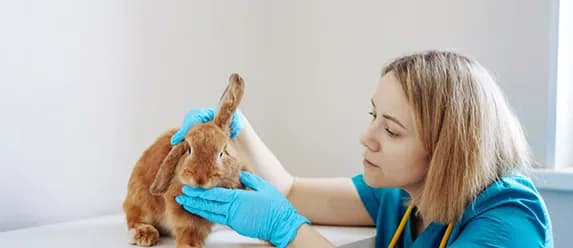 A veterinarian examining a rabbit