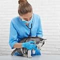 A vet listening to a cat's chest with a stethoscope
