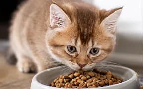 A ginger kitten eating dry food from a white bowl