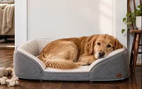 A golden retriever resting in a grey bolster bed