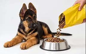 A German Shepherd watching dry food pour into a steel bowl
