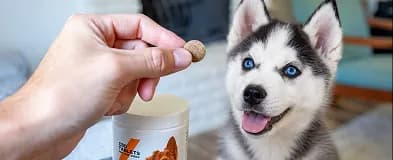 A husky puppy looking at a supplement chew held beside its tub