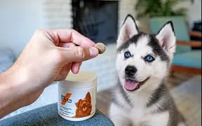 A husky puppy looking at a supplement chew held beside its tub