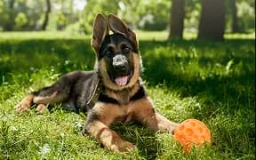 A German Shepherd puppy lying on grass next to an orange ball