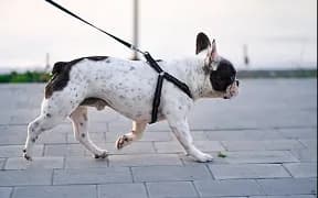A French Bulldog walking on a lead in a harness