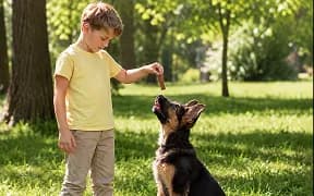 A boy offering a treat to a sitting German Shepherd puppy in a park