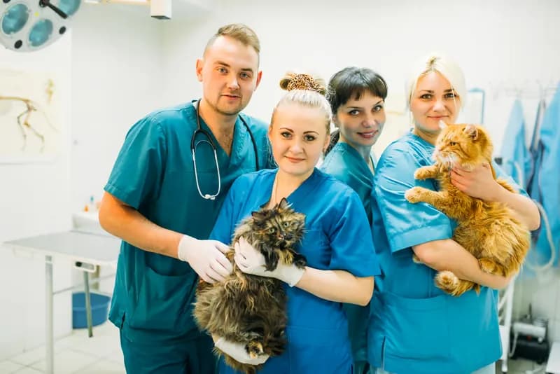 Veterinary specialist examining a dog