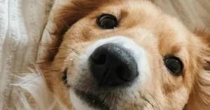 Close-up of a golden retriever puppy