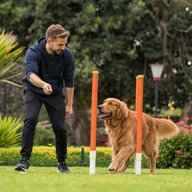 Jessica Martinez training a golden retriever with agility poles