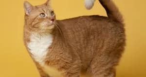 An orange tabby cat