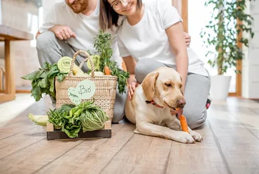 A dog resting beside a basket of fresh vegetables while its owners unpack groceries