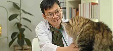 A veterinarian smiling while examining a long-haired cat