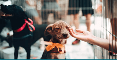 A person greeting a small rescue dog at an outdoor festival