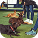 Good Boy Dog Training