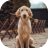 Golden State Rescue Alliance
