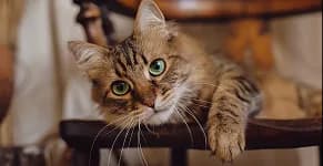 A tabby cat resting on a wooden chair.