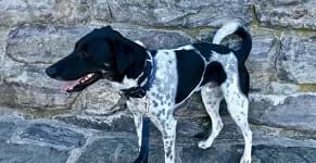 A black and white spotted dog standing against a stone wall.
