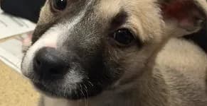 A close-up of a young tan and white puppy.