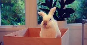 A cream rabbit sitting in a wooden box by a window.