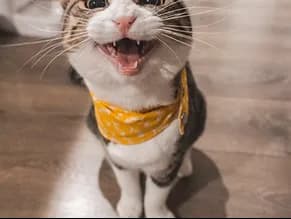A cat wearing a yellow bandana.
