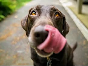 A brown dog with its tongue out.