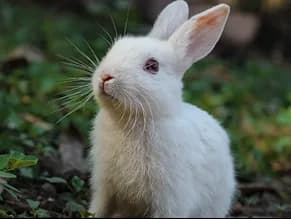 A white rabbit sitting on grass.
