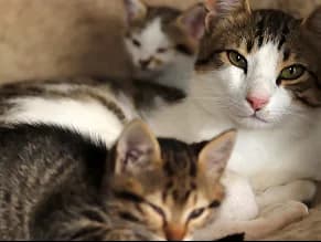 Three cats resting together.