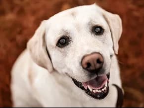 A white labrador looking up at the camera.
