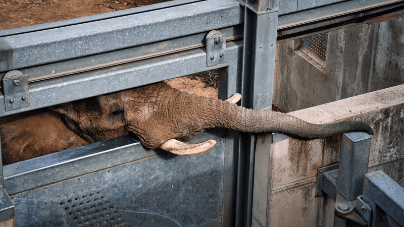 Exotic and wild animal trade