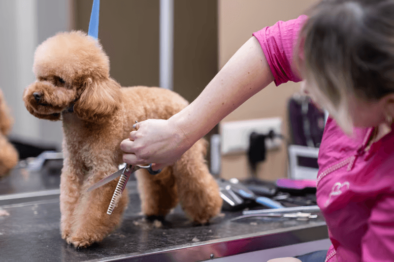 Grooming and care services