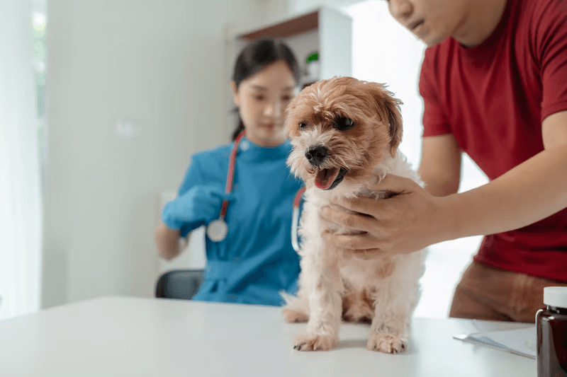 Pet insurance