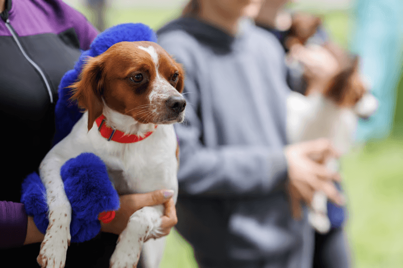Rescue awareness and events