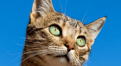Cityside Cat Rescue Post