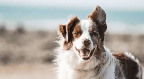 Harbor Point Veterinary