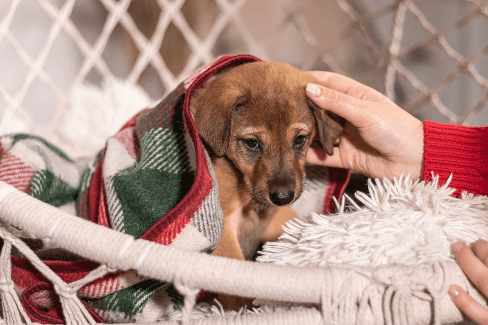 Rescue animals