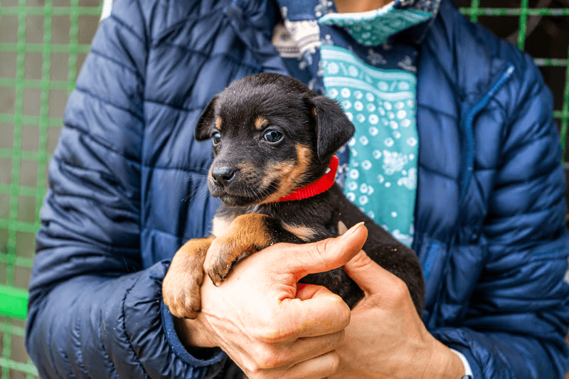 Spring adoption campaign